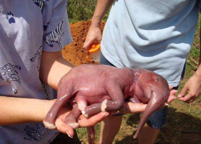 Právě narozený slon.jpg