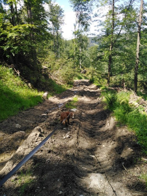 IMG_20200630_140459 (1).jpg