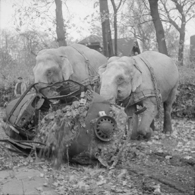 circus-elephants-move-a-wrecked-car-from-a-bombed-out-v0-nyap9gt3penc1.jpg