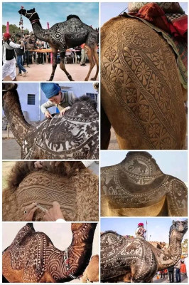 Bikaner Camel Festival.jpg