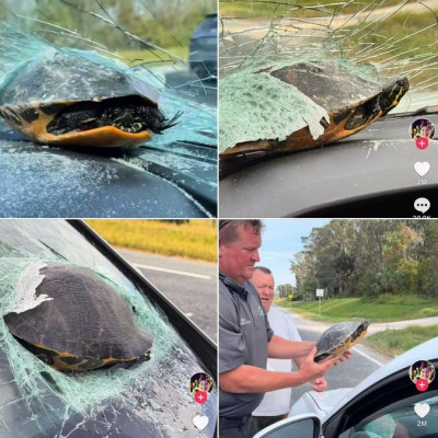 465049696_583820283990808_3908364191706287056_n.jpg (118.92 KiB) Zobrazeno 3137 x 465049696_583820283990808_3908364191706287056_n.jpg