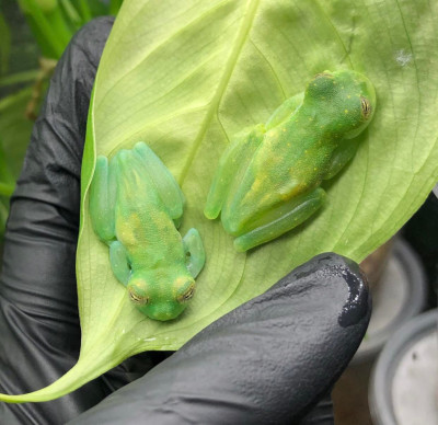 Glass frogs - they are mostly transparent so they can blend in to nearly any color pattern leaf.jpg